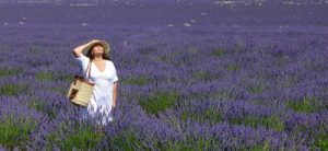 valensole champs lavande