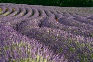 lavender fields in Verdon France