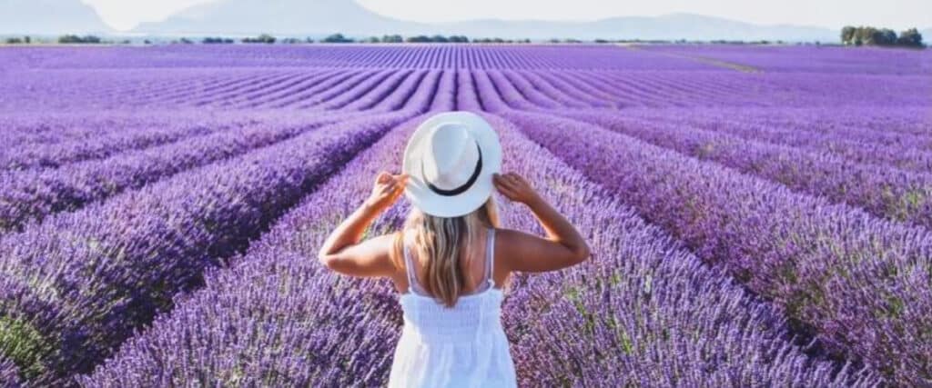 Séjour Verdon Provence, champs de Lavande