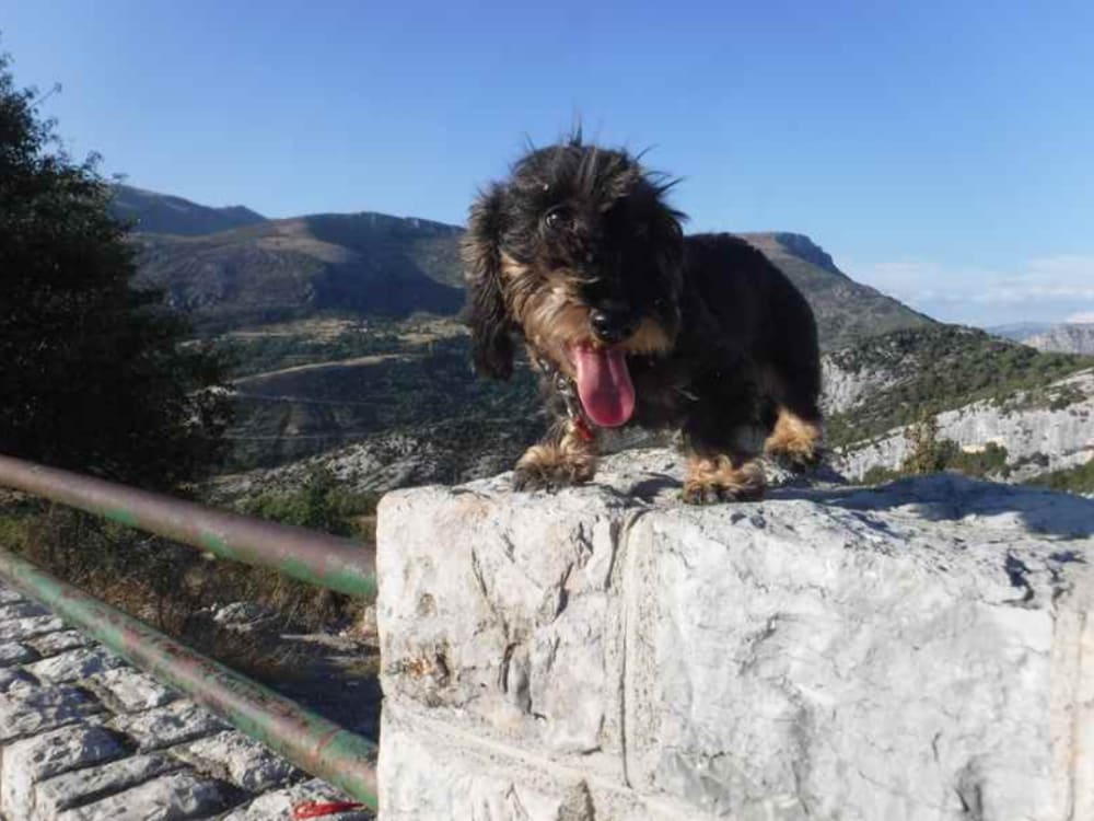 Quelles randonnées puis-je faire dans les Gorges du Verdon avec mon chien ?